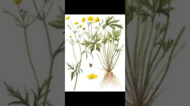 Урок 40. Развитие речи. Корни растений смотреть онлайн