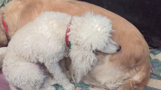 Страдалец на балконе. Глазами такими просится в комнату 😂 смотреть онлайн