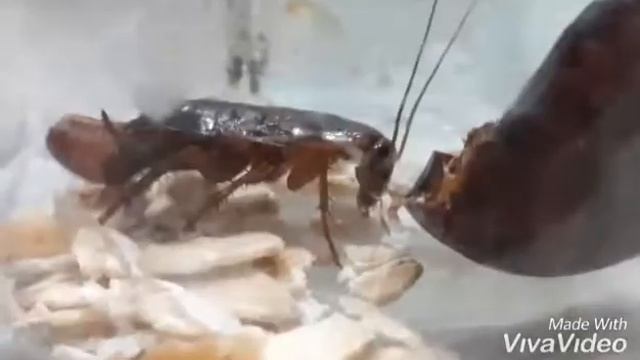 Самка туркменского таракана откладывает оотеку оттеку. Этап размножения тараканов смотреть онлайн