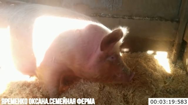 Подготовка свиньи к опоросу. Признаки скорого опороса смотреть онлайн