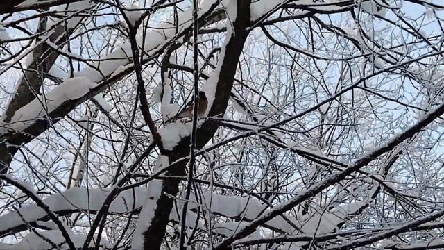 Сойка лат. Garrulus glandarius) смотреть онлайн