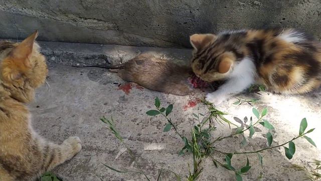 КОТЁНОК НЕ ОТДАЁТ ЖИРНУЮ КРИСУ! смотреть онлайн