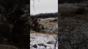 Нагонка щенка рпг по зайцу