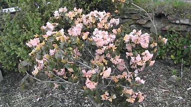Beautiful Rhododendron 3-May2014 Scorrier Cornwall UK DSCF4793 смотреть онлайн