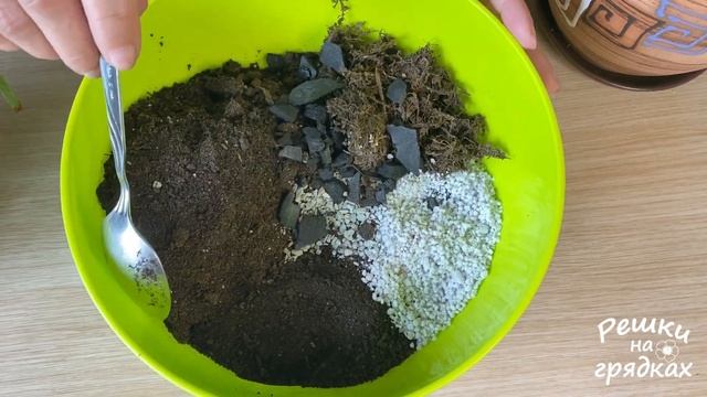 Пересадка папоротника Какой грунт нужен папоротнику Уход после пересадки смотреть онлайн