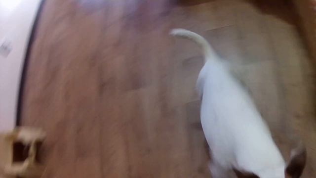 Фоксблог/Руки проч от хвоста! Фокстерьер зубами защищает свой хвост смотреть онлайн