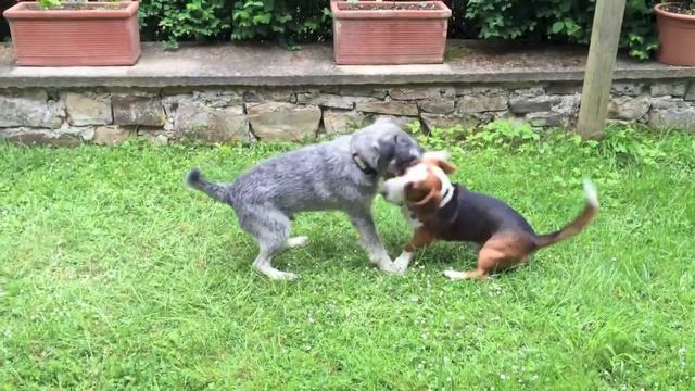 Kliff Und Rugby