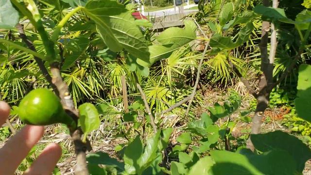 April Flowers. Part 1 смотреть онлайн