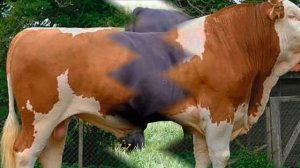 Откорм Бычков на мясо в домашних условиях как бизнес идея