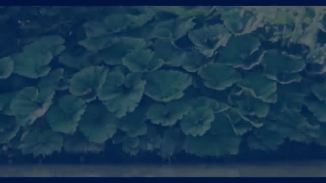 Житие преподобного старца Льва Оптинского.mp4 смотреть онлайн