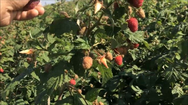 Малина Самохвал сентябрь 2018г смотреть онлайн