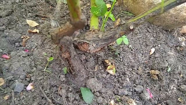 Ужас! Кошмар! Стеблевой рак на розе смотреть онлайн