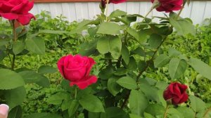 Розы в Подмосковье. CHRYSLER IMPERIAL / Крайслер Империал