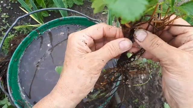 Земляничные хлопоты. Ещё раз о размножении делением куста. смотреть онлайн