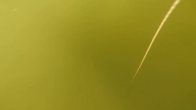 Подводная охота на амура. Волгоград. смотреть онлайн