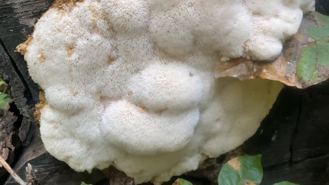 Forest Park Mushrooms смотреть онлайн