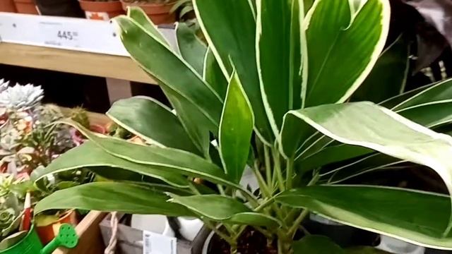 КОМНАТНЫЕ РАСТЕНИЯ В ЛЕРУА МЕРЛЕН.ОБЗОР ЦВЕТОВ И РАСТЕНИЙ НОЯБРЬ 2020 г. смотреть онлайн