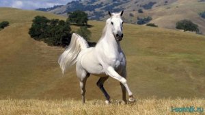 Белый конь - толкование сонника