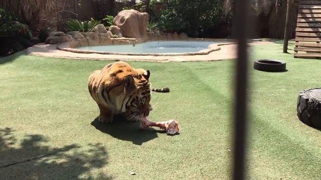 Tiger roar ! смотреть онлайн