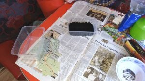 Сеем МШАНКУ ШИЛОВИДНУЮ(ИРЛАНДСКИЙ МОХ)