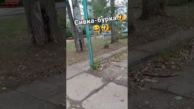 Сивка-бурка??? смотреть онлайн