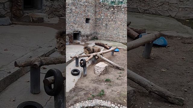зоопарк Ташкент (4) смотреть онлайн