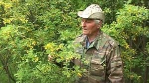 Карагана древовидная или жёлтая акация