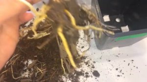 Лилейник 21.04.18 Посадка лилейника на проращивание