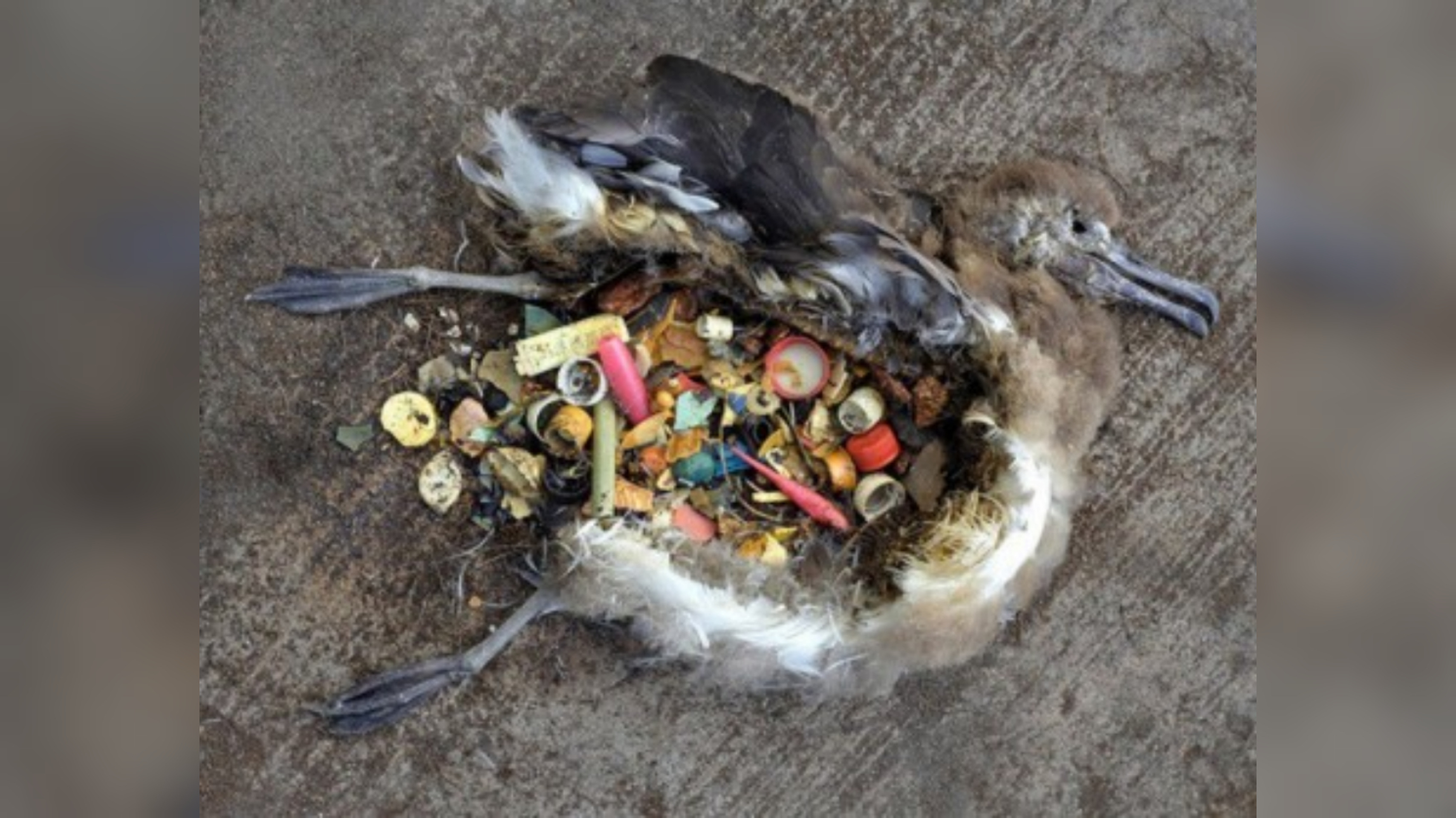 Пластик, который убивает всё живое! смотреть онлайн