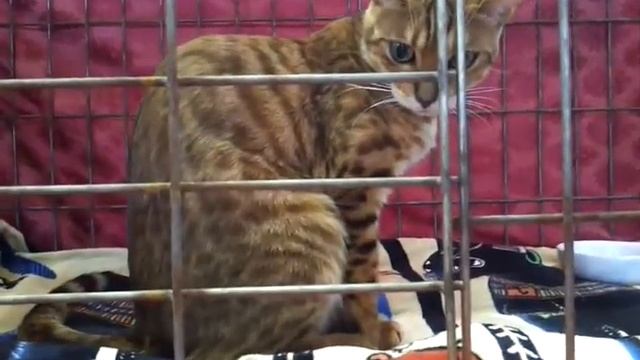 бенгальская кошка красавица смотреть онлайн