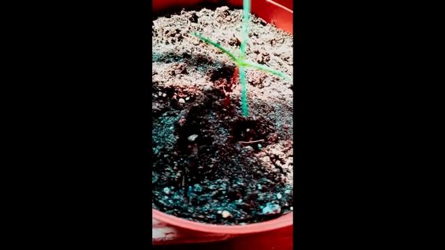 Выращивание секвойи из семян