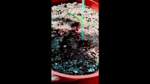 Выращивание секвойи из семян