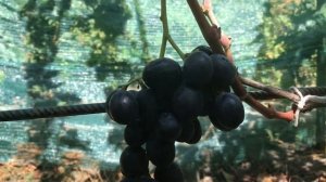 Виноград «Руслан»: описание сорта. Сигнальный урожай