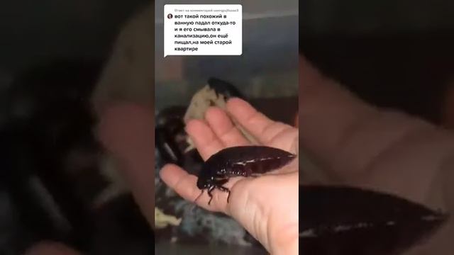 Ответ пользователю: похожий таракан в ванную падал откуда-то! смотреть онлайн