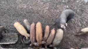 Свиньи живут зимой без сарая под навесом !Откорм свиней сальной породы. Как выкормить 400 кг кабана