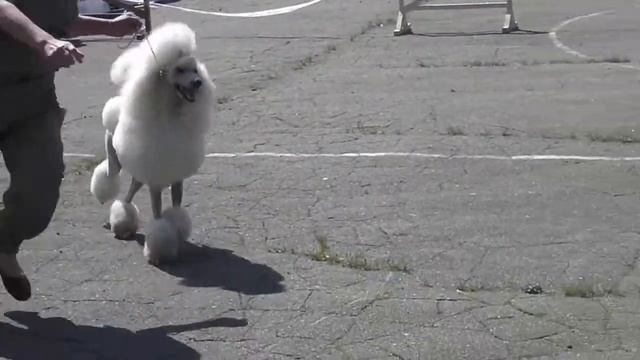 CACIB смотреть онлайн