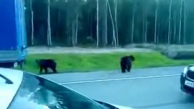 МЕДВЕДИ НА ДОРОГЕ смотреть онлайн