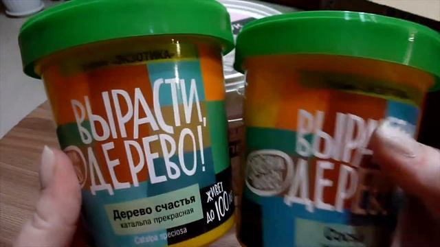 "Вырасти дерево!" Показываю свои наборы для выращивания сосны гималайской и катальпы Зеленый капита смотреть онлайн