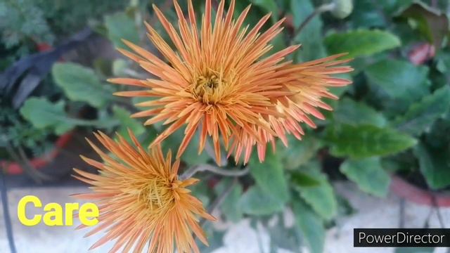 Planning to buy Plants ? Watch this video for buying tips//Gerbera Care ,Potting Soil etc смотреть онлайн