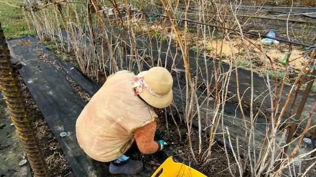 ☝?ОБРЕЗКА РЕМОНТАНТНОЙ МАЛИНЫ НА ДВА ПЛОДОНОШЕНИЯ смотреть онлайн