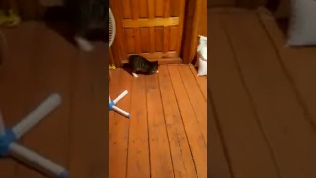 Кот охотник, поймал мышь! смотреть онлайн