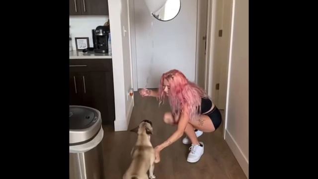 French Bulldogs Funny Moments & Fails Compilation #32 смотреть онлайн
