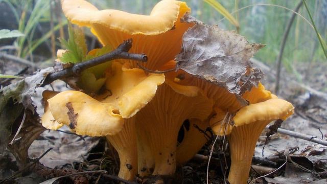 Большой России малый уголок смотреть онлайн