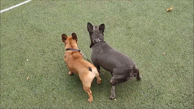 Булки на прогулке)) смотреть онлайн