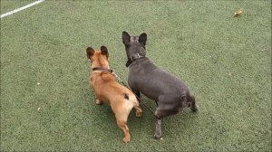 Булки на прогулке))