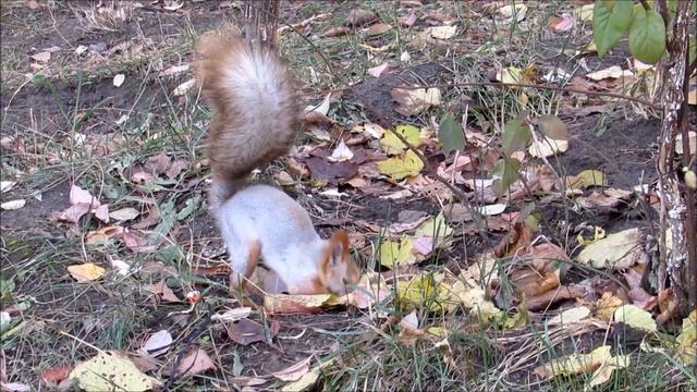 К зиме готовятся и белочки 25.10.18 смотреть онлайн