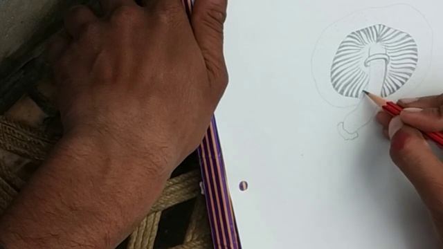 How to draw agaricus mushroom diagram ||b.sc first year ccs university смотреть онлайн