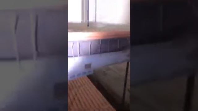 Базилик зеленый сорт Мариан в моей Аэропонной теплице смотреть онлайн
