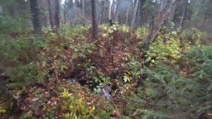 Нашли в лесу избу по координатам/ брошенная избушка в тайге