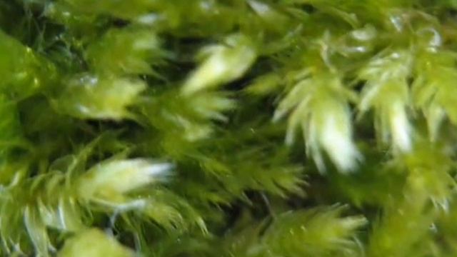 Полонез Огинского + природа. смотреть онлайн